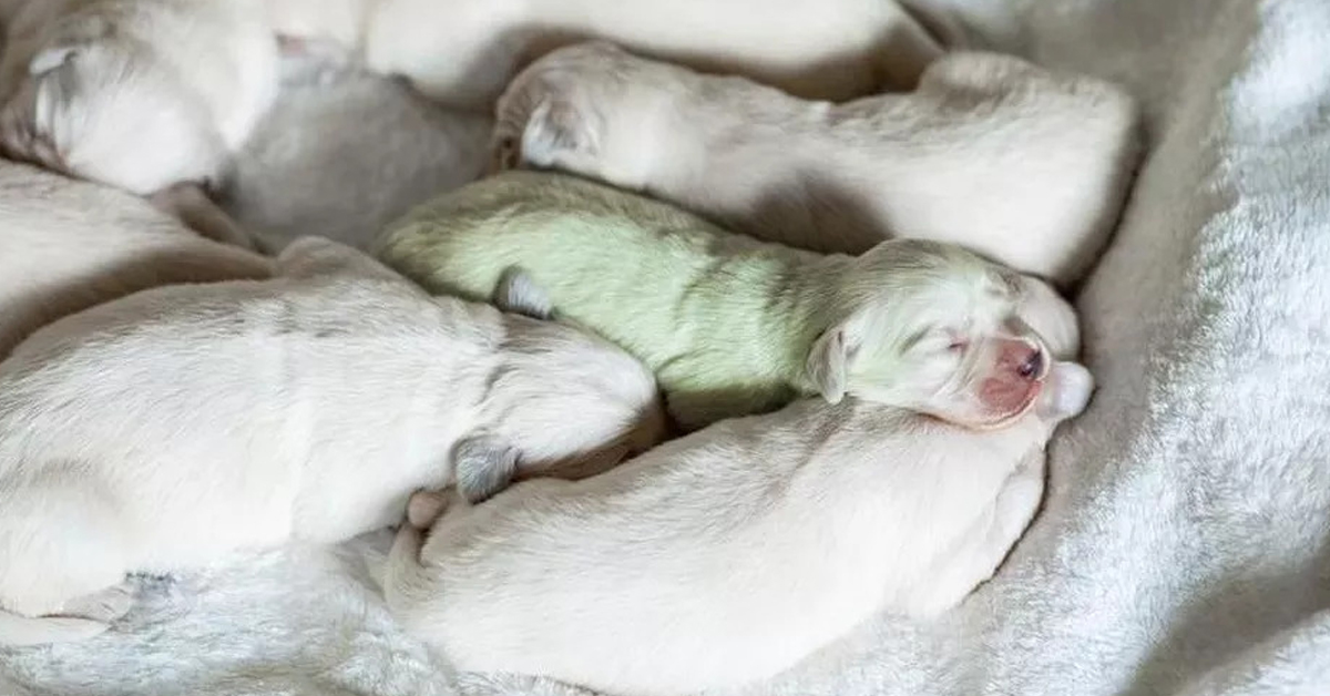 Mojito, il cucciolo di cane Golden Retriever che è nato verde