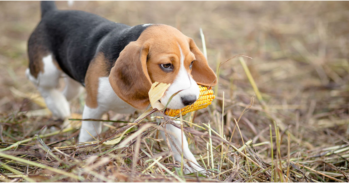 Posso dare la pannocchia al mio cane? O è pericoloso?