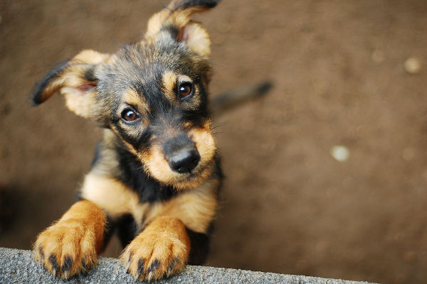 cane cucciolo