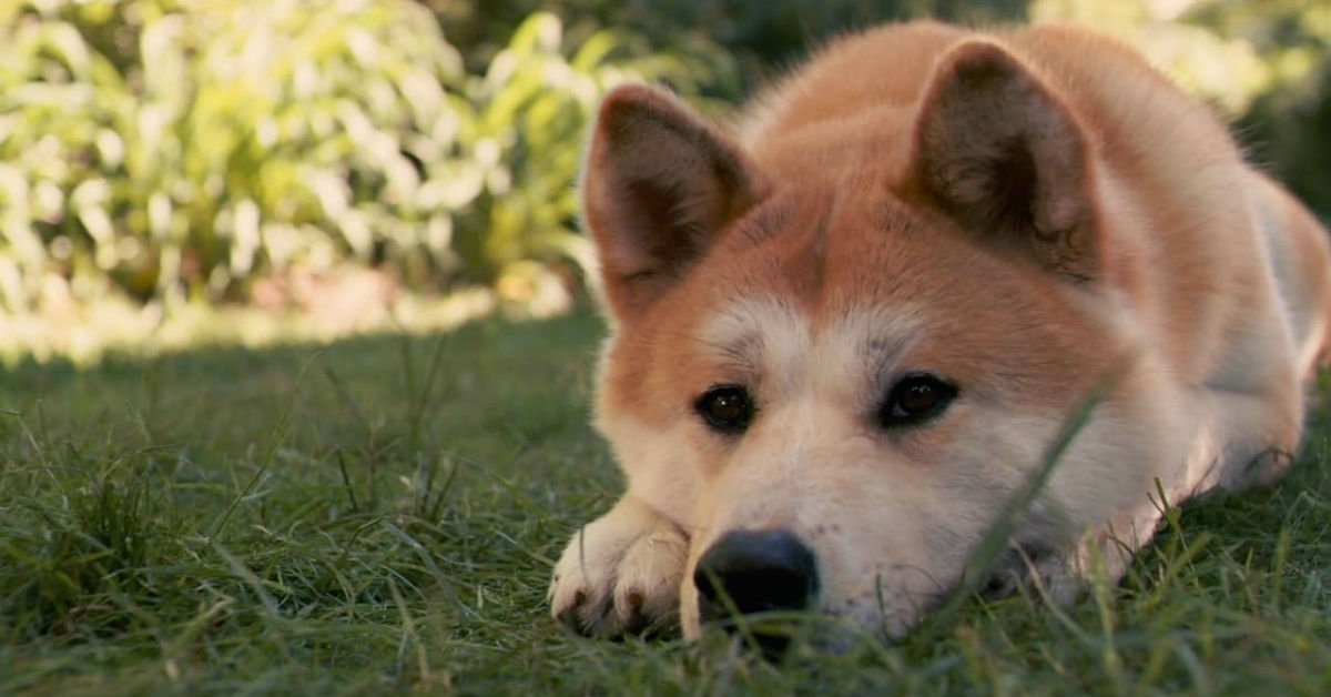 Ciclo della vita del cane: tutto quello che devi sapere