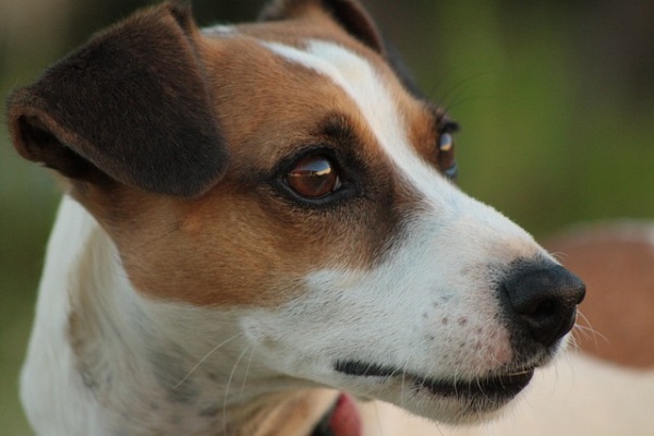 cane che guarda