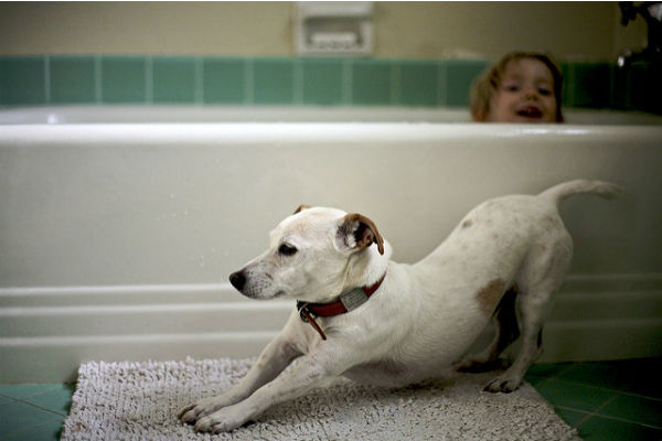 cane in bagno