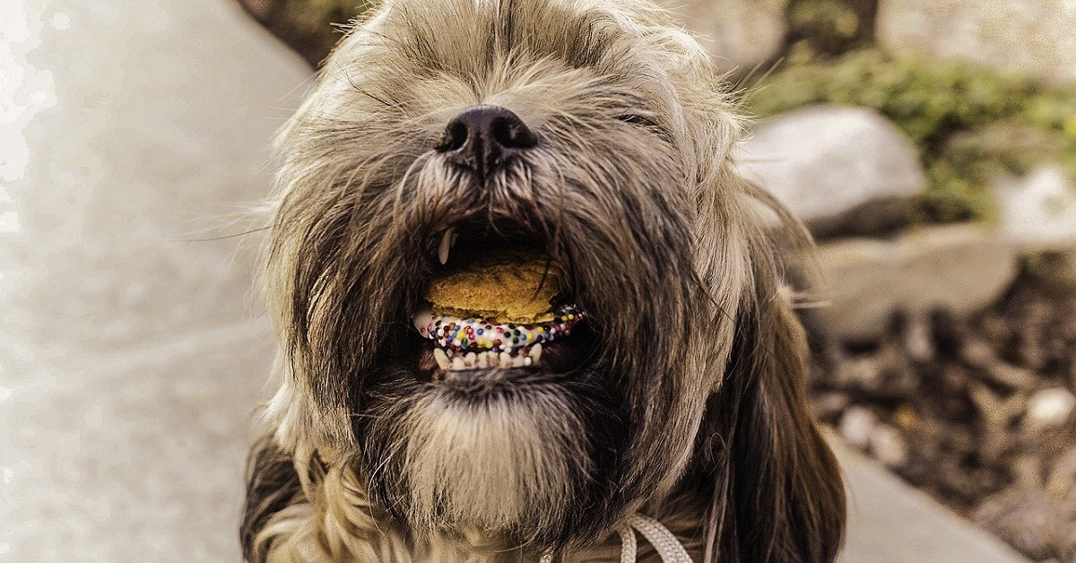 Torta di carne per cani: una gustosa ricetta per Fido