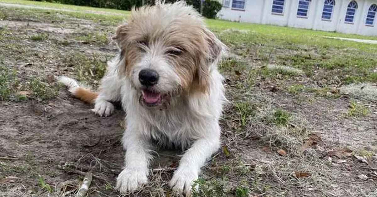 Chance, il cane che non voleva lasciare il rifugio ma che ora è felice