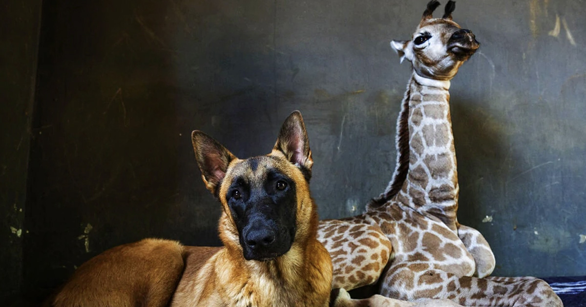 Hunter, il cane amico di una giraffa con la quale condivide il dolore di un abbandono