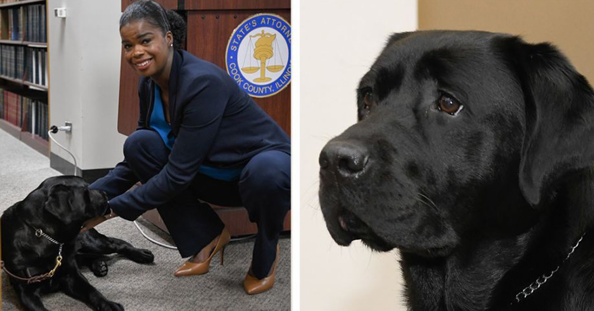 Hatty, il primo cane di supporto emotivo che lavora in tribunale