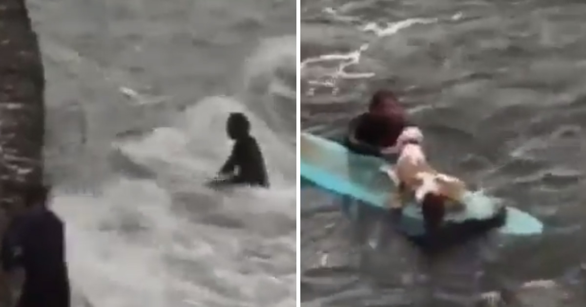 Il video del cane che stava affogando salvato da due surfisti