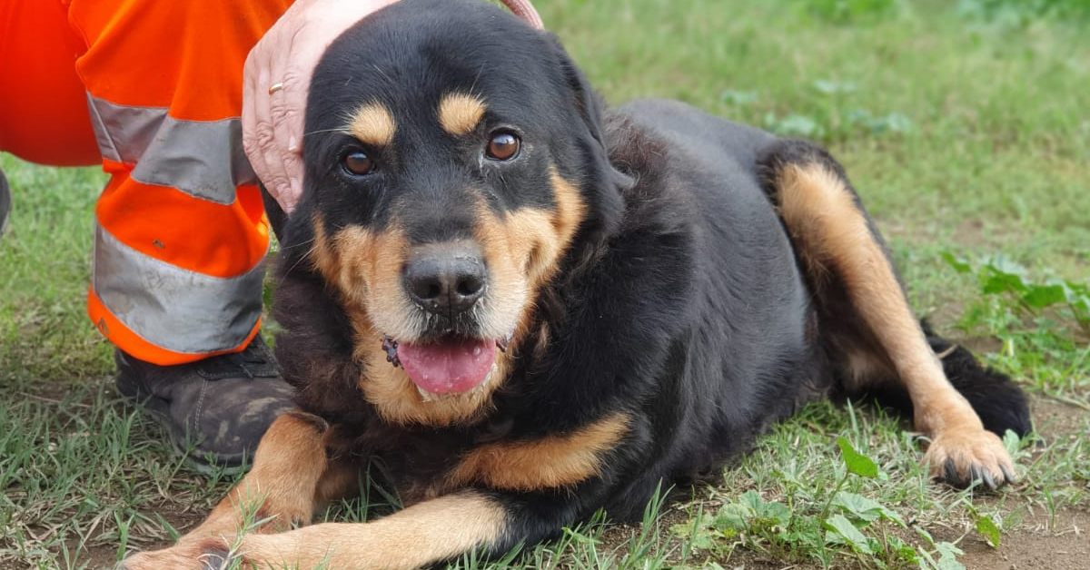 Tyson, il cane che a Roma è rimasto in isolamento per 5 anni