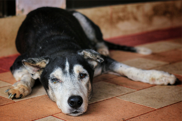 Malattia Infiammatoria Intestinale Del Cane Sintomi Cause E Cura