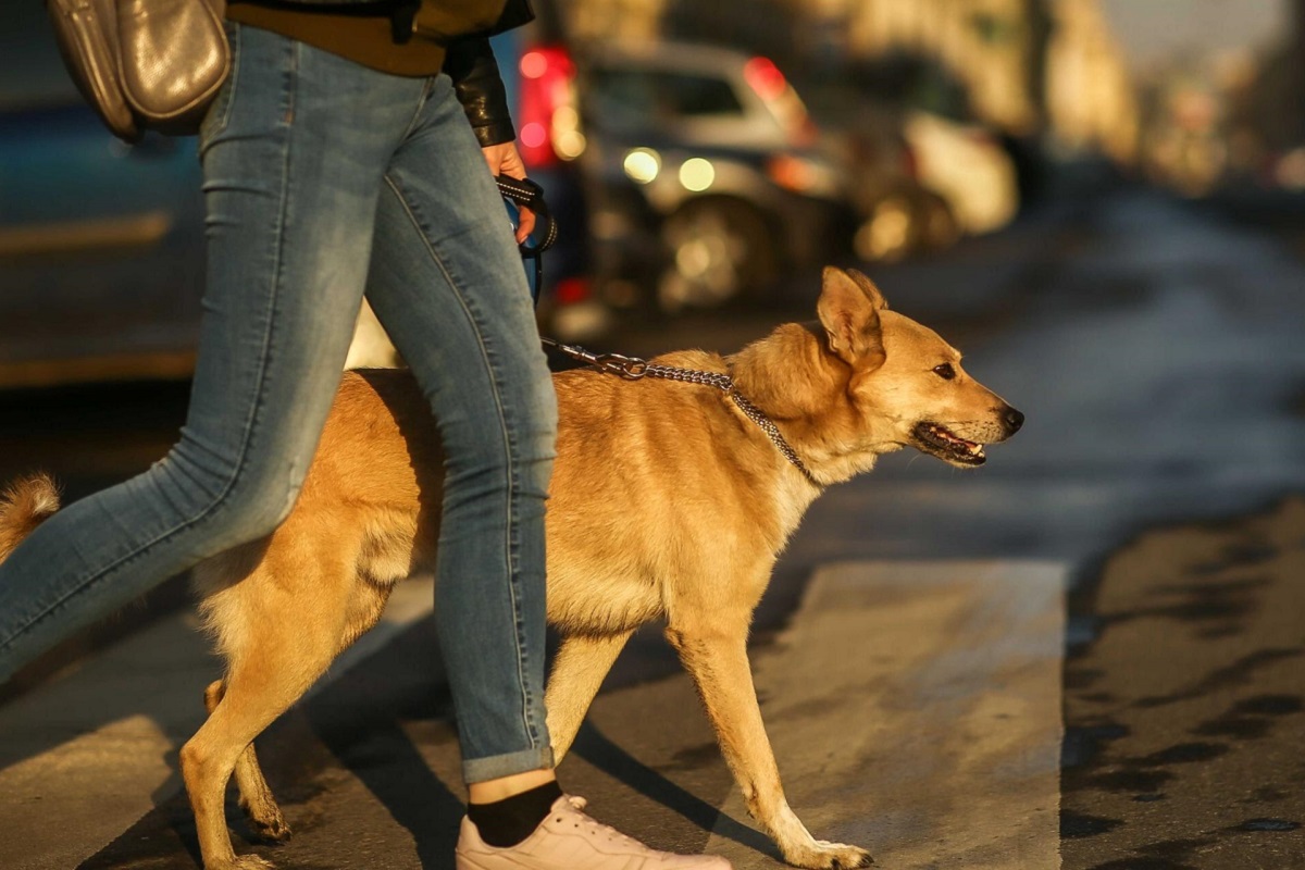 cane attraversa la strada al guinzaglio