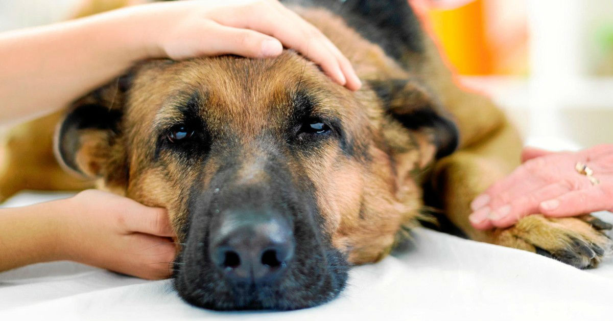 5 cose da non fare se il cane ha il cancro