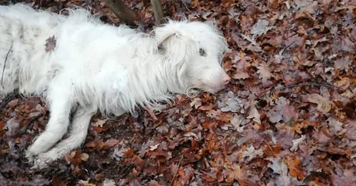 Christmas, il cane salvato a Marnate che ora cerca casa