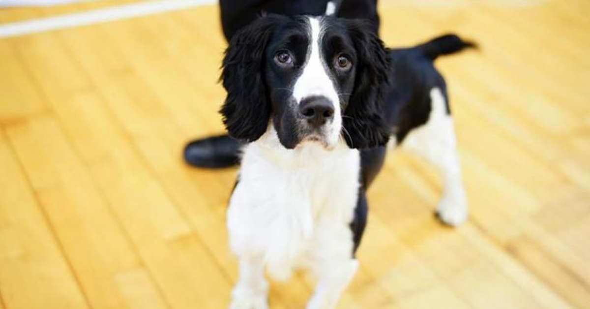 Nick, da cane randagio a segugio doganale