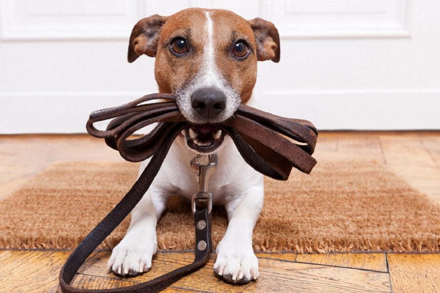 cane pronto per la passeggiata