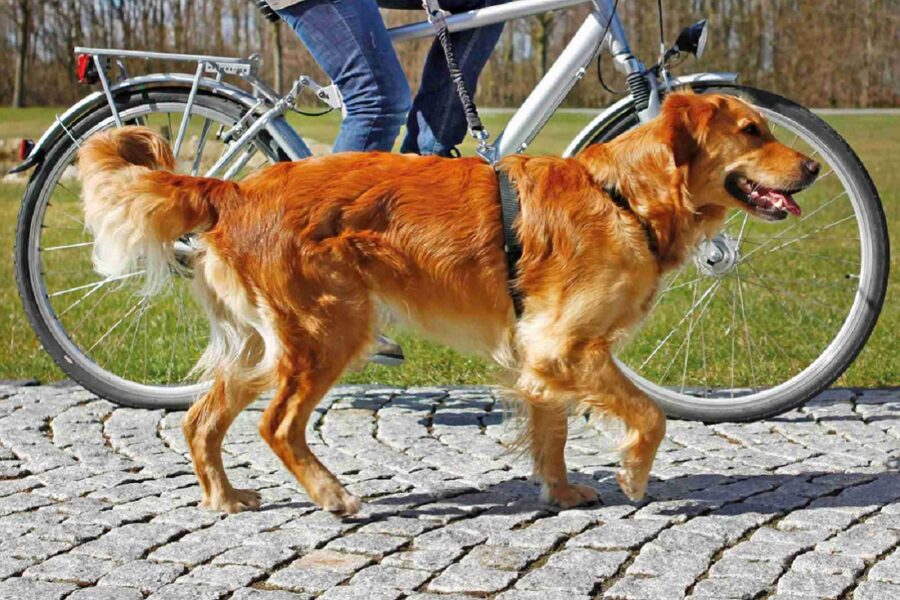 cane passeggia accanto a bicicletta