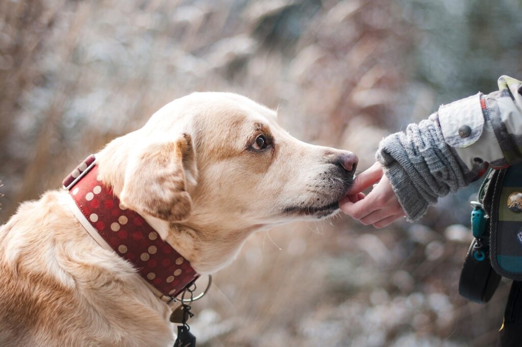 Nomi Per Cani Tante Idee Per Scegliere Il Nome Del Cane