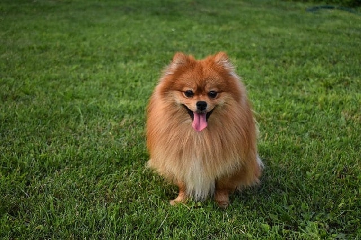 Il cane rischia la vita a causa dell’ascensore, viene salvato in extremis