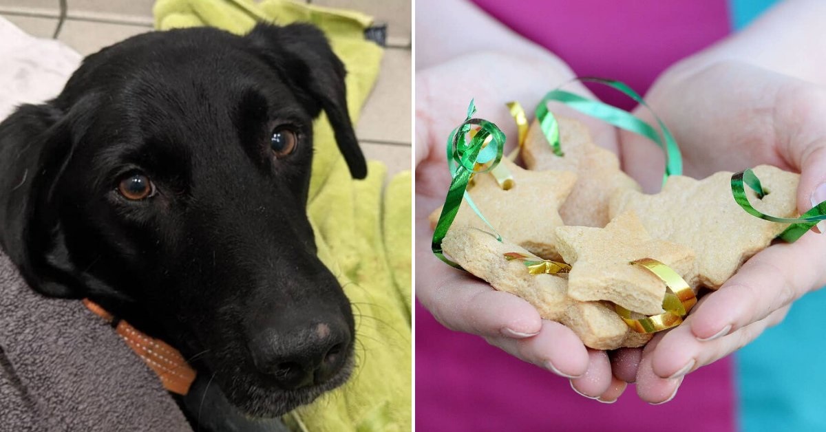 Cane rischia la vita mangiando delle decorazioni natalizie