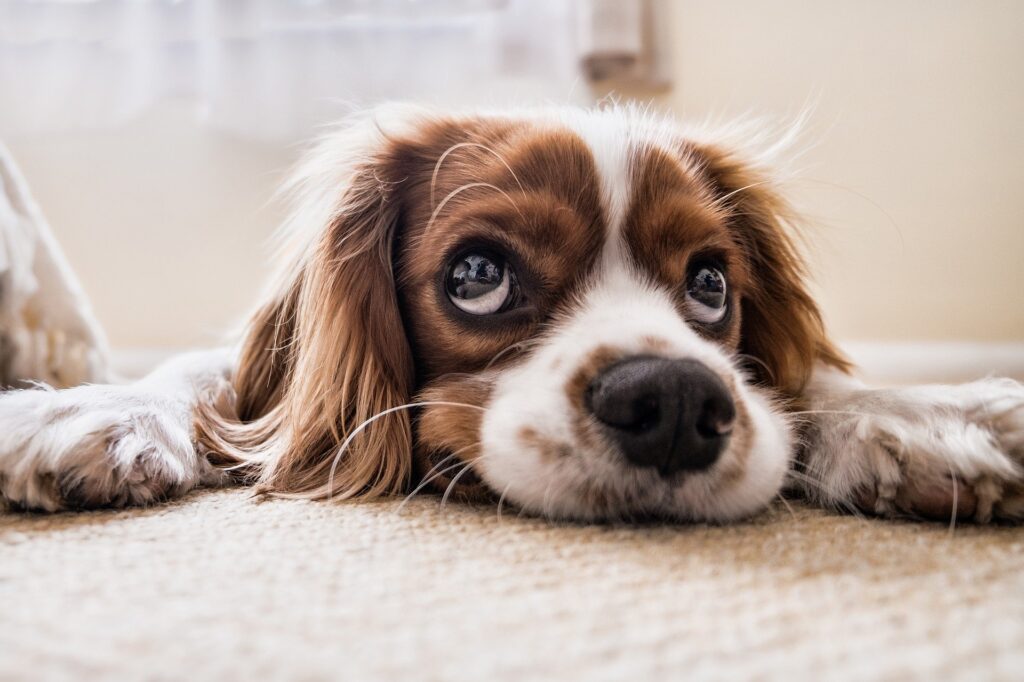 Nomi Per Cani Tante Idee Per Scegliere Il Nome Del Cane