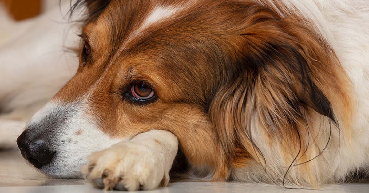 Cani e gatti rimasti senza cibo: i ladri hanno rubato tutto