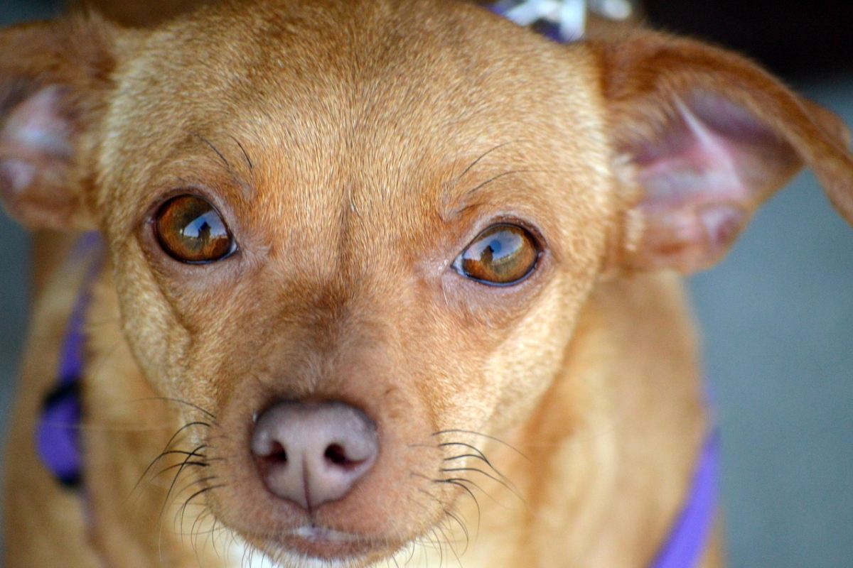 Croste Sulle Orecchie Del Cane Che Significano