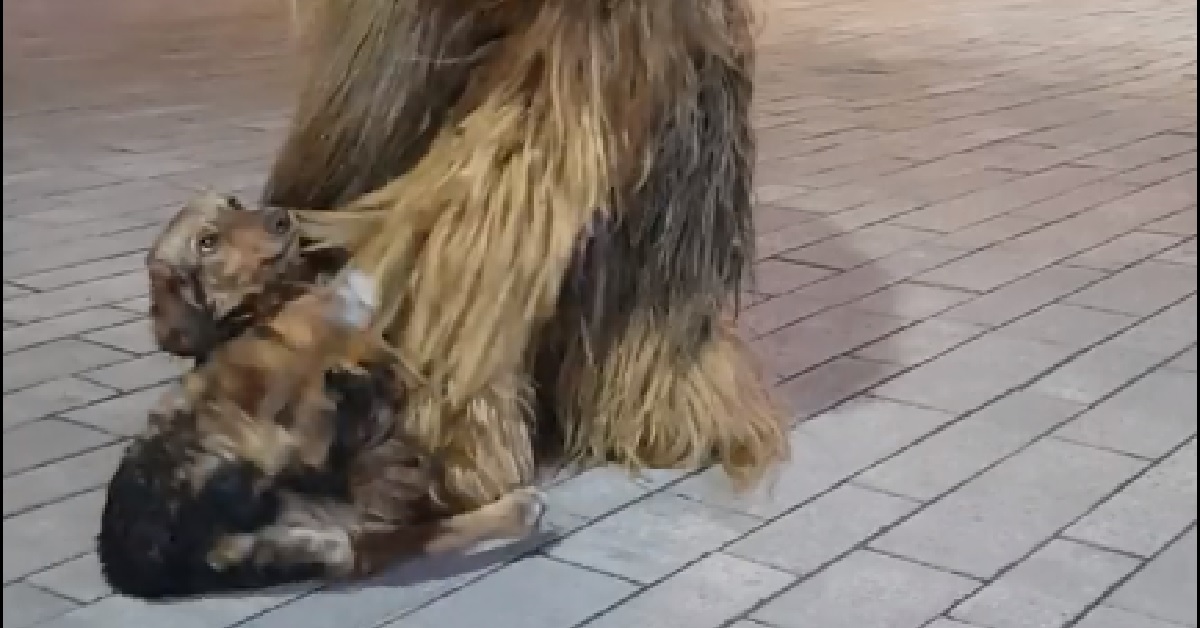 Il cane ha una reazione inaspettata alla vista dell’eroe di guerre stellari