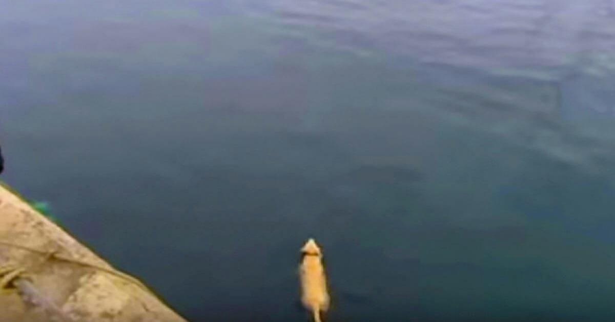 Il cane ogni giorno si getta in acqua per giocare con un delfino