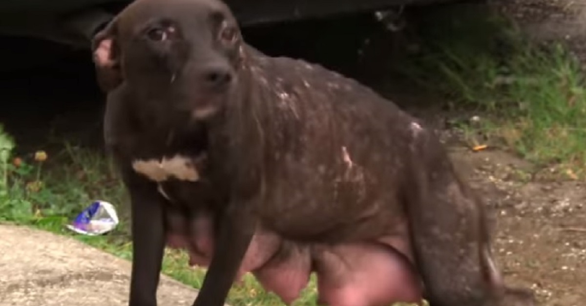 Mamma cane corre verso i soccorritori per supplicare il loro aiuto