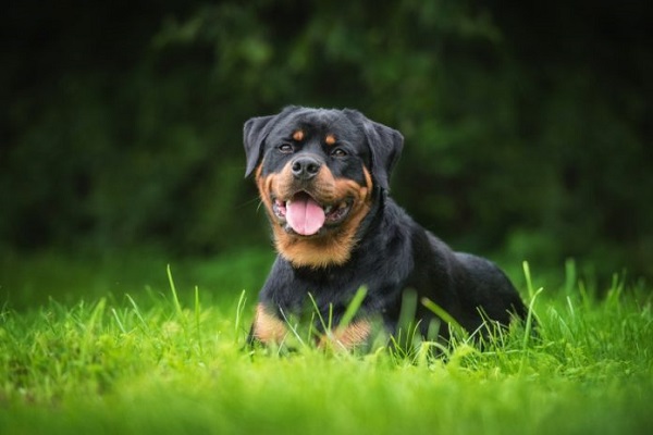 cane rottweiler nel prato