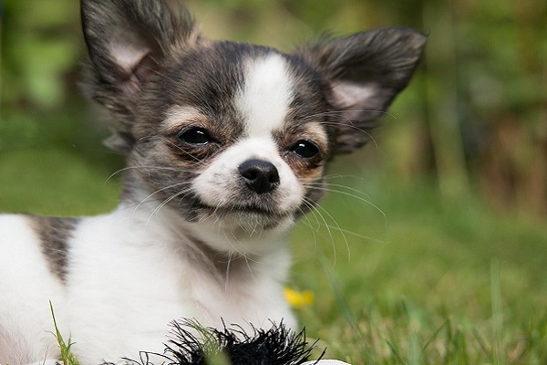 cane chihuahua