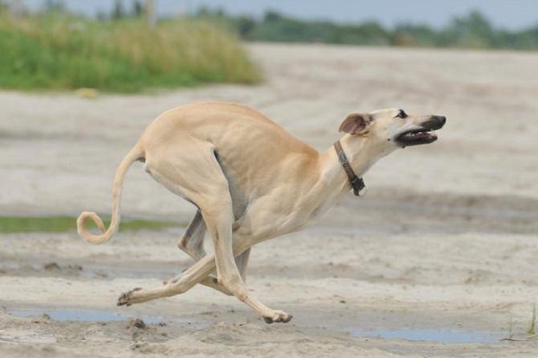 cane levriero che corre