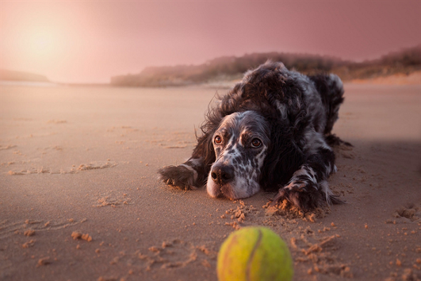 cane setter in spiaggia 