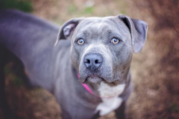 cane pitbull grigio