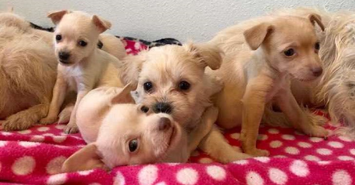 2 mamme cane si prendono cura degli stessi cagnolini