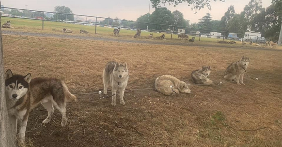 60 cani protetti dal proprietario durante l’incendio in Australia