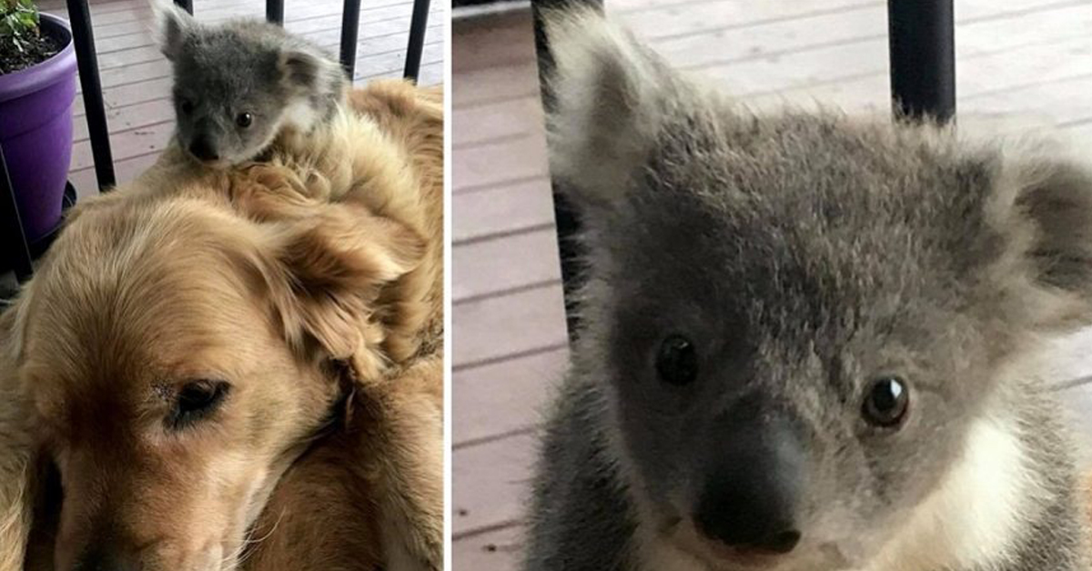 Asha, il cane che ha salvato e si è preso cura di un cucciolo di koala