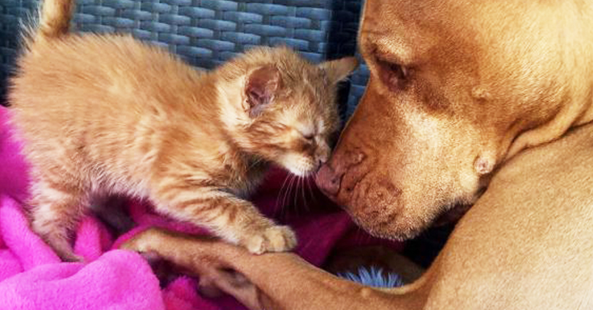 Bubba, il cane che si prende cura di una gattina