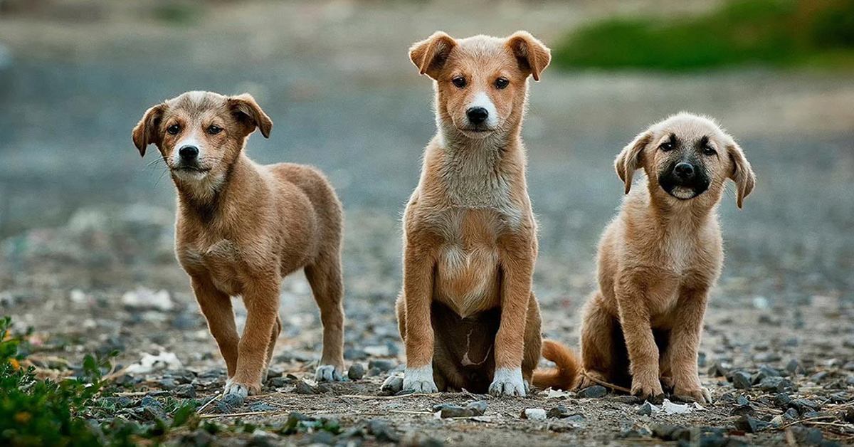 I cani randagi capiscono i nostri comandi: lo studio