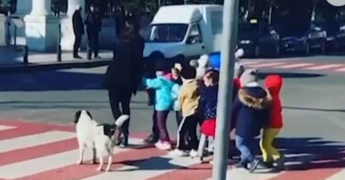 Kursha, il cane che scorta i bambini all’uscita di scuola: il video