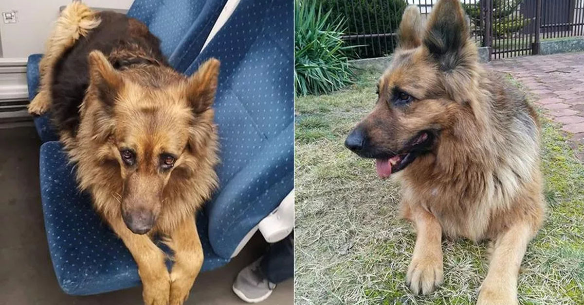 Mercedes, il cane che spaventato dai fuochi d’artificio è salito su un treno