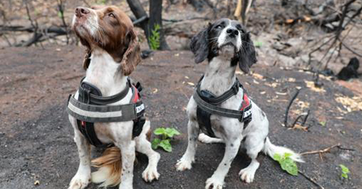 Missy e Taz, i cani eroi che salvano i koala scampati agli incendi