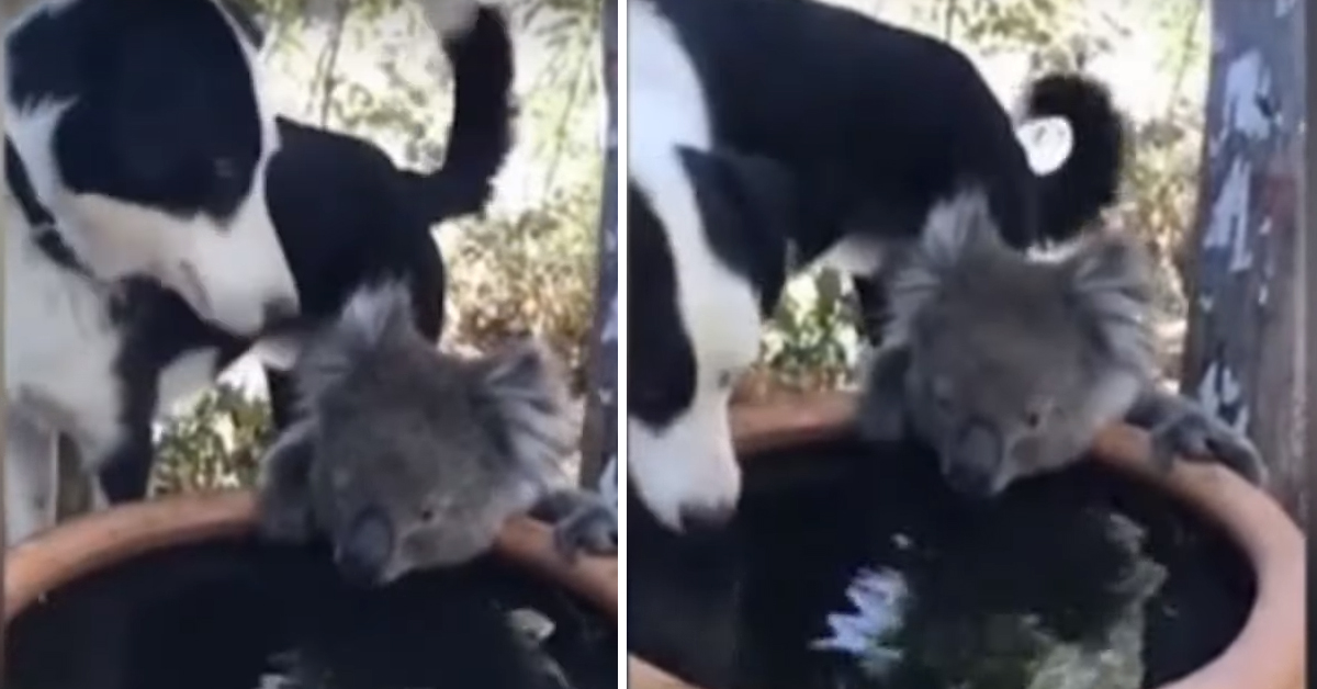 Rusty, il cane che ha condiviso la sua ciotola con un koala: il video