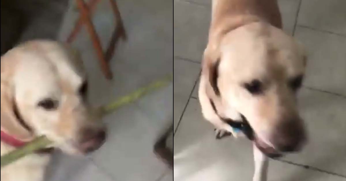 Sam, il cane che ha aperto la porta di casa alla proprietaria: il video