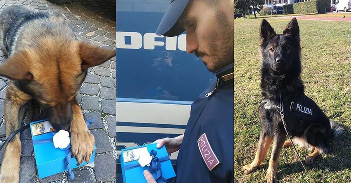 Tarol, il cane poliziotto che ha dovuto salutare il suo collega quattrozampe