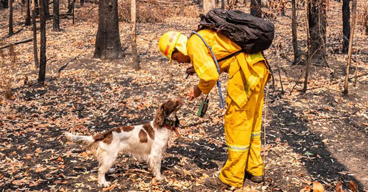 Taylor, il cane che in Australia salva i koala dalle fiamme