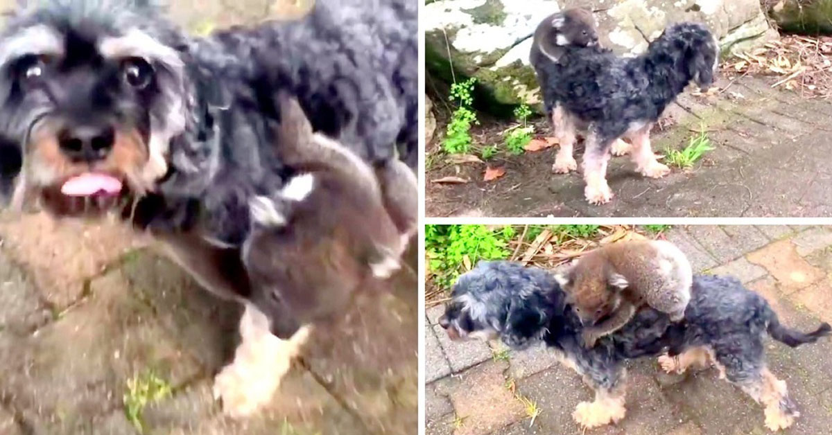 Tony, il cane che è diventato amico di un piccolo koala