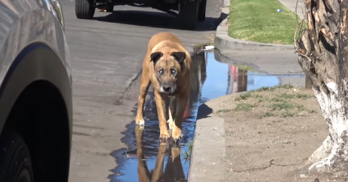 Cane cieco sopravvive alla vita di strada per più di 10 anni