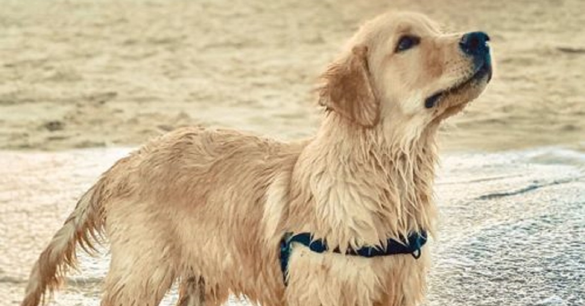 Cane curioso decide di provare per la prima volta uno scivolo