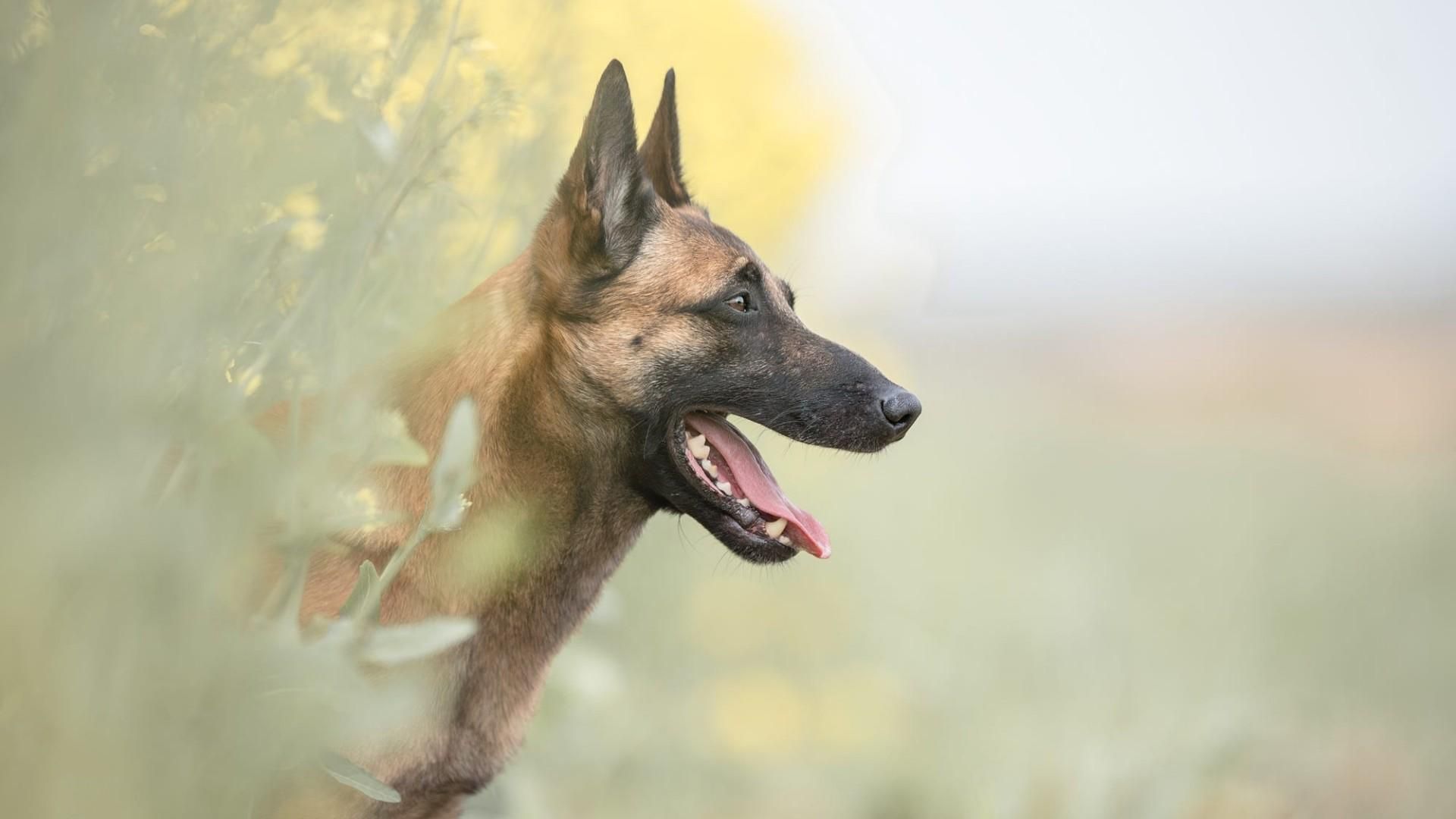 Cane soccorritore sopravvive 16 giorni tra i ghiacci del Cervino, vi raccontiamo la storia di Malice VIDEO