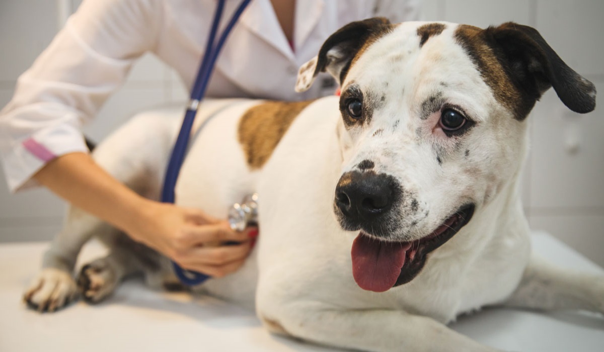 misurare il battito cardiaco del cane